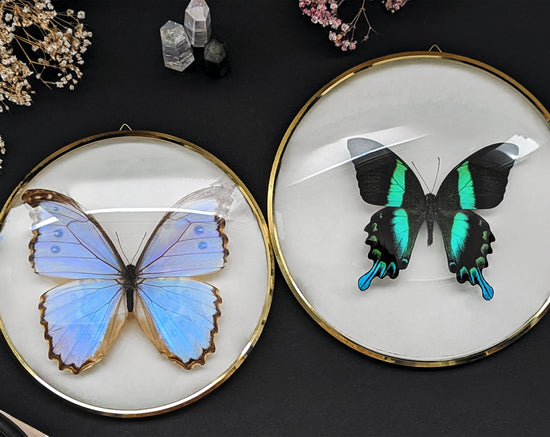 Morpho godarti