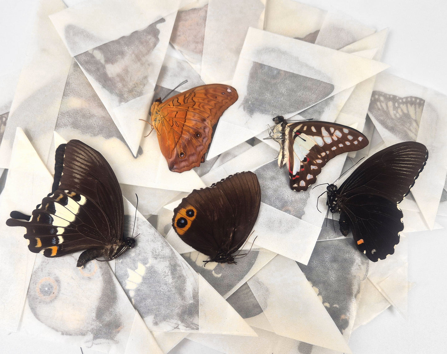 10x) Schmetterlinge Mix aus Indonesien, unpräpariert – InsectArt