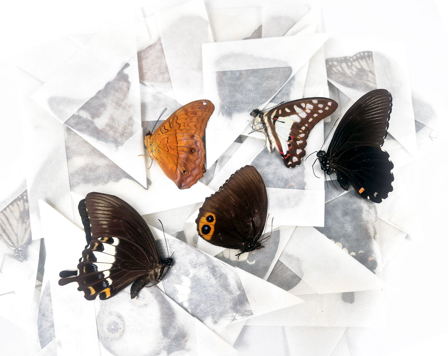 (10x) Butterflies Mix