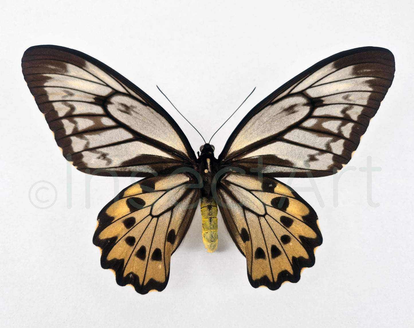 (2x) Ornithoptera croesus F