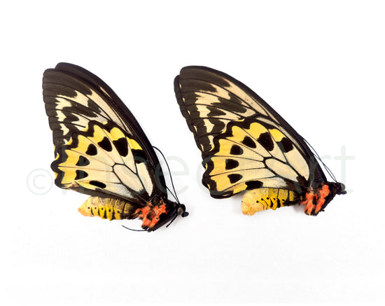 (2x) Ornithoptera croesus F