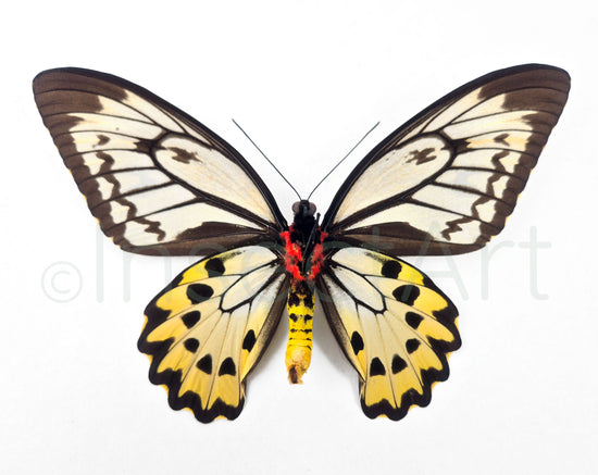 (2x) Ornithoptera croesus F