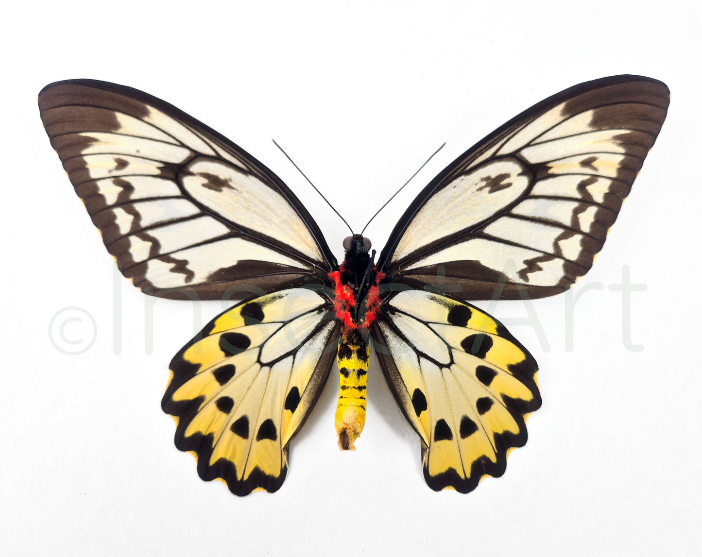 (10x) Ornithoptera croesus F