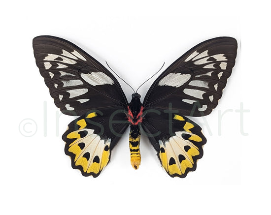 (10x) Ornithoptera priamus F