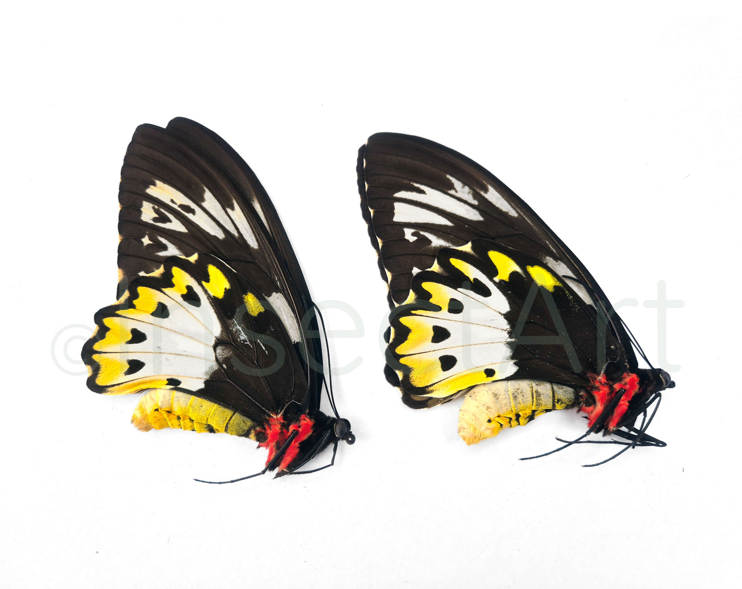 (2x) Ornithoptera priamus F