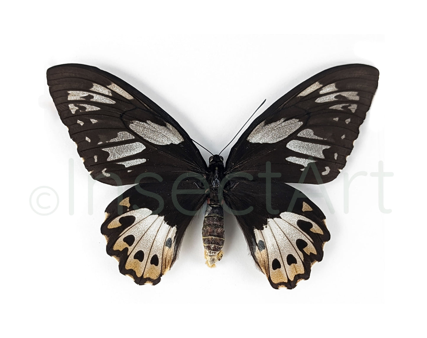 (10x) Ornithoptera sylvatica F