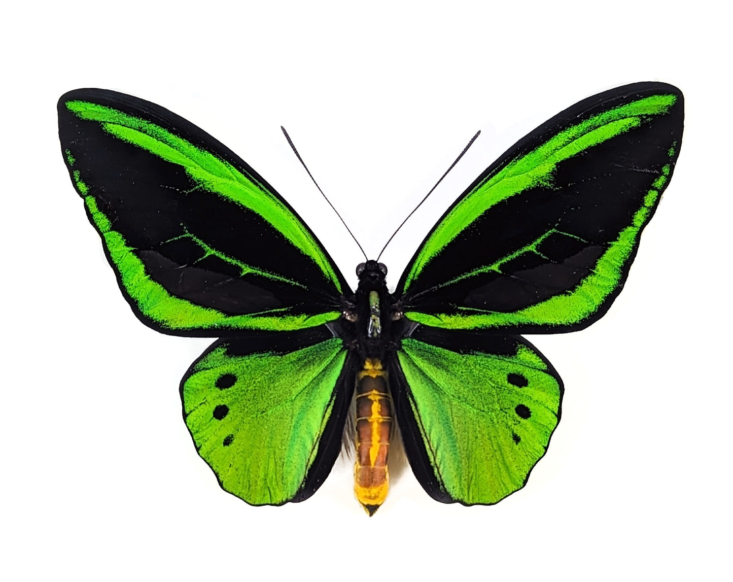 (10x) Ornithoptera priamus M