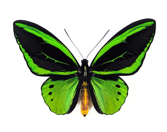 (10x) Ornithoptera sylvatica M