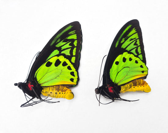 (10x) Ornithoptera sylvatica M