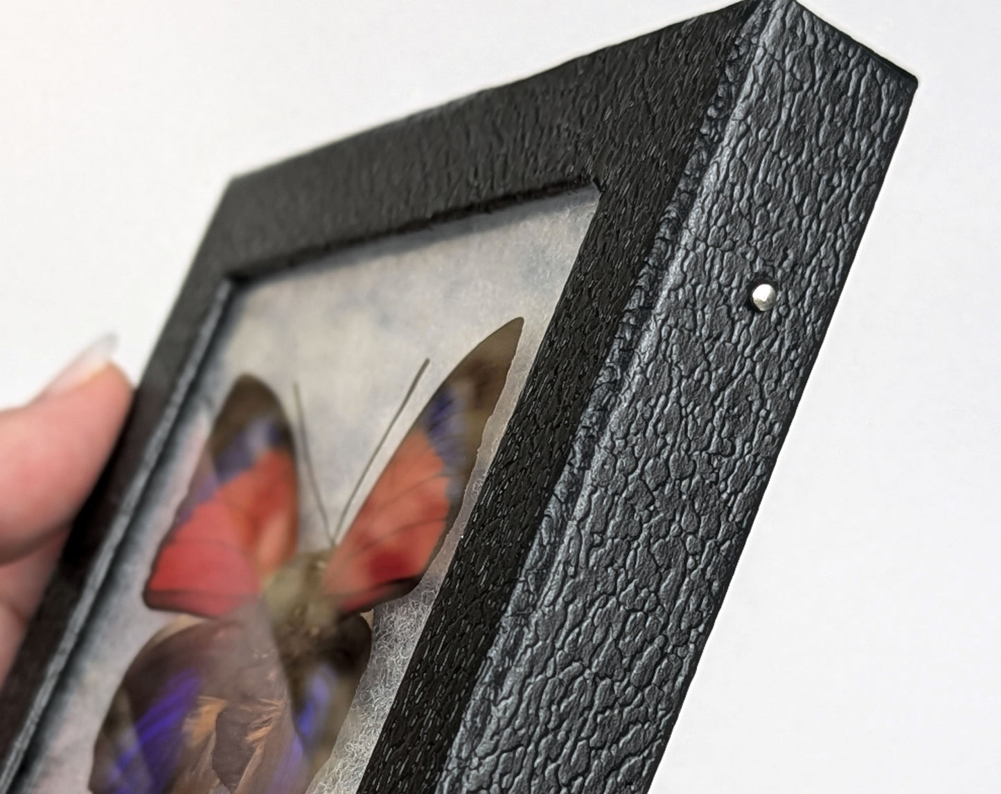 Agrias claudina sardanapalus ♂ präpariert & genadelt