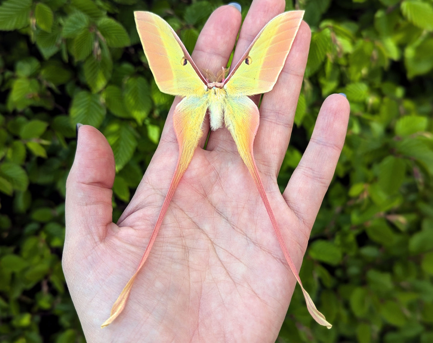 2x Actias dubernardi ♂