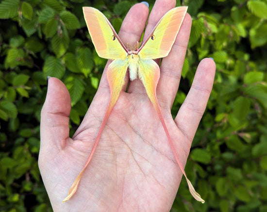 2x Actias dubernardi ♂