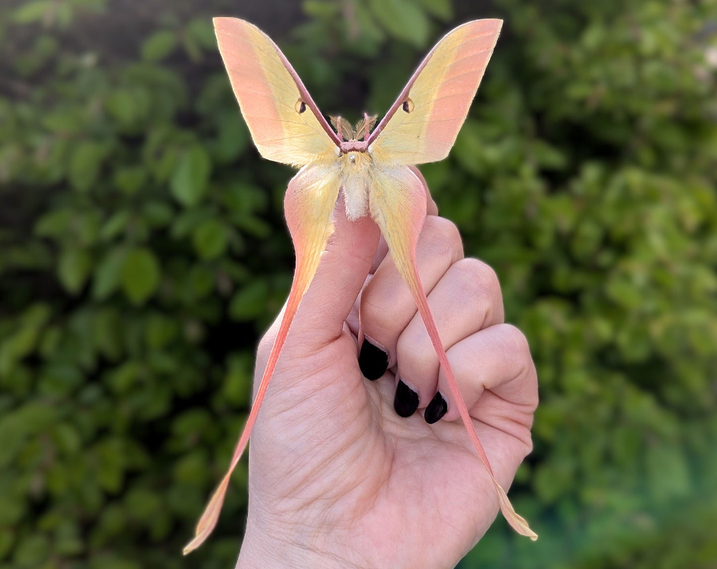 2x Actias dubernardi ♂
