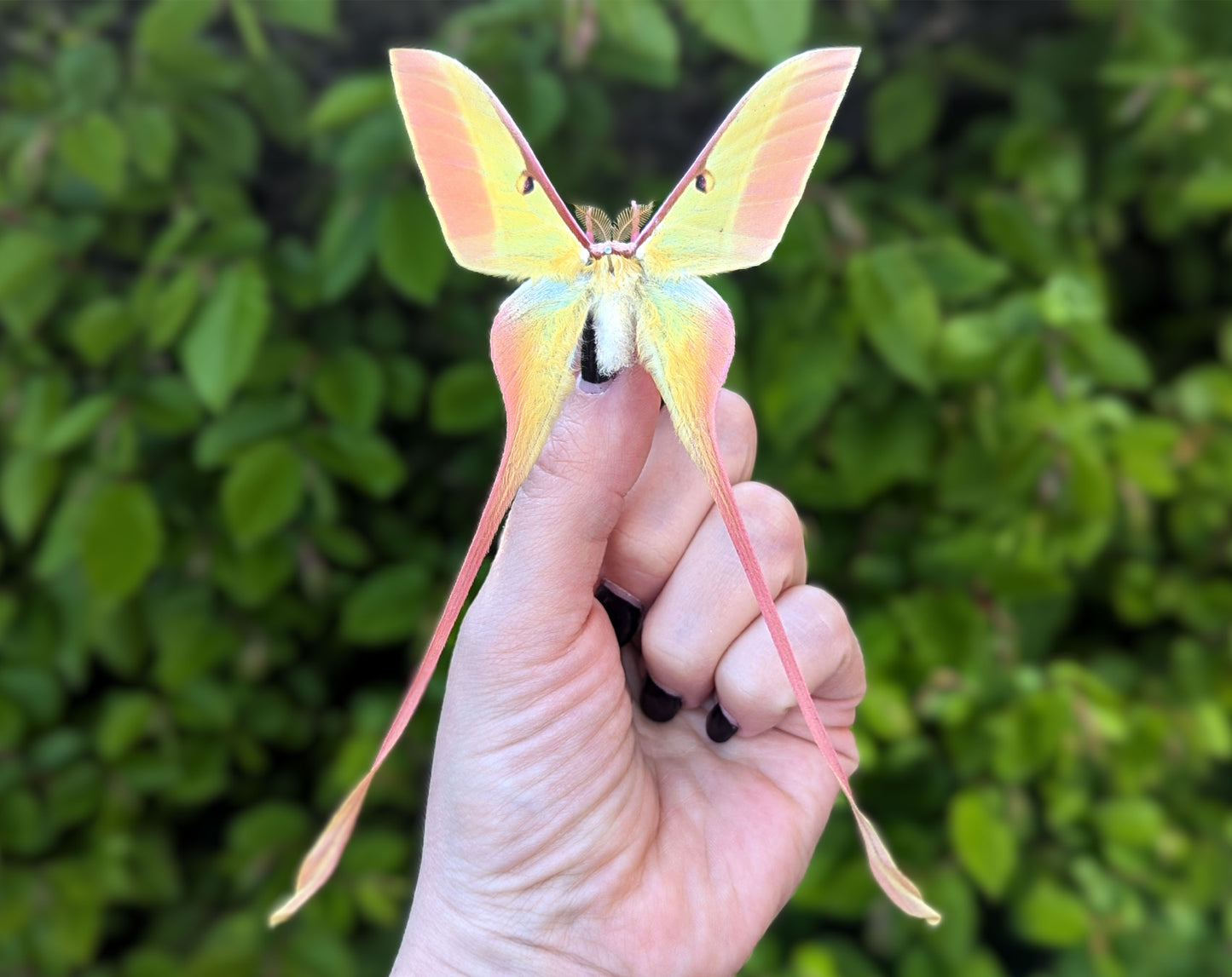 2x Actias dubernardi ♂