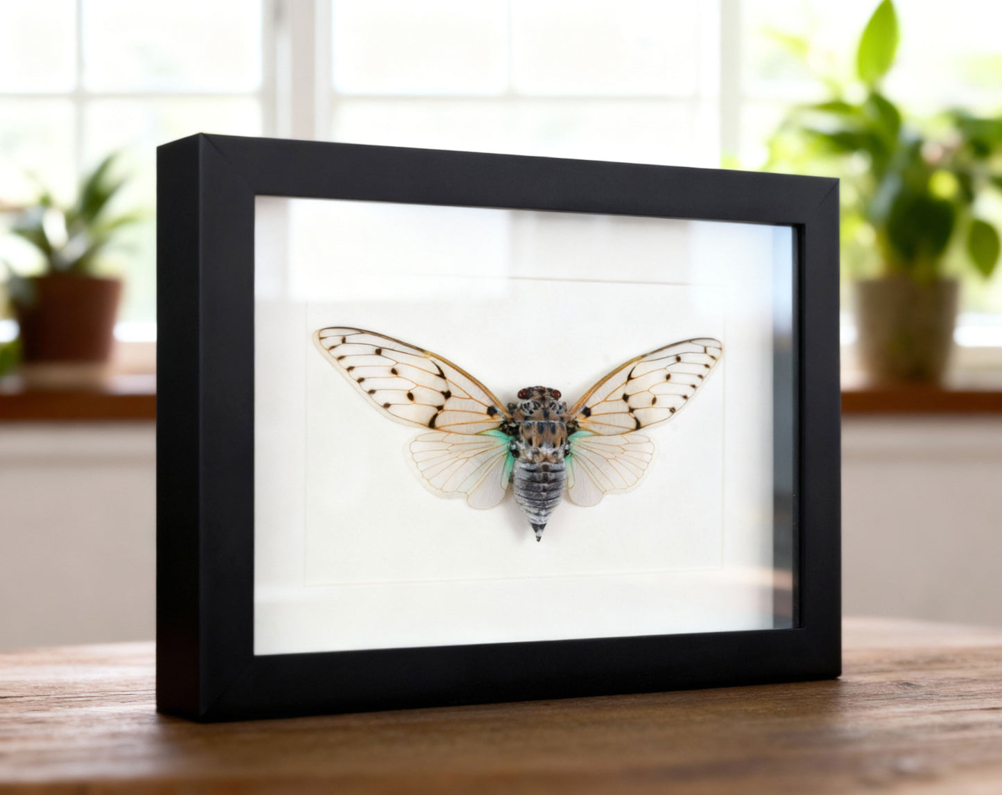 echte präparierte Geisterzikade in schwarzem Rahmen mit Glasscheibe und weißem Passepartout