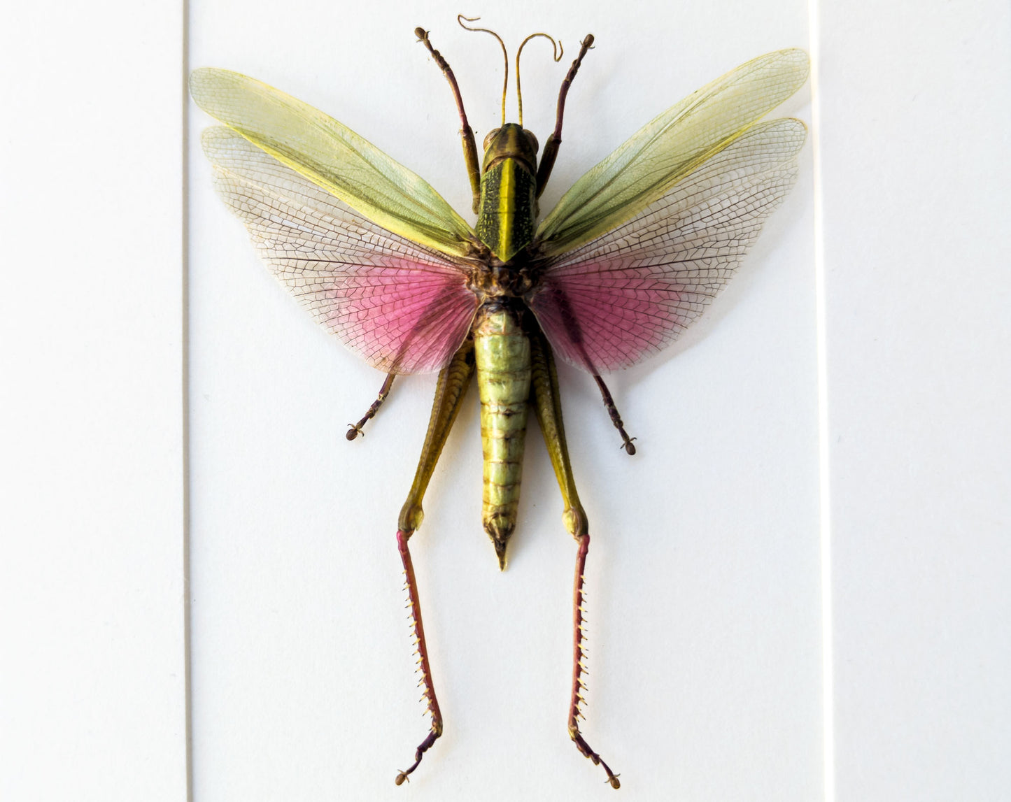 Chondracris rosea ♂