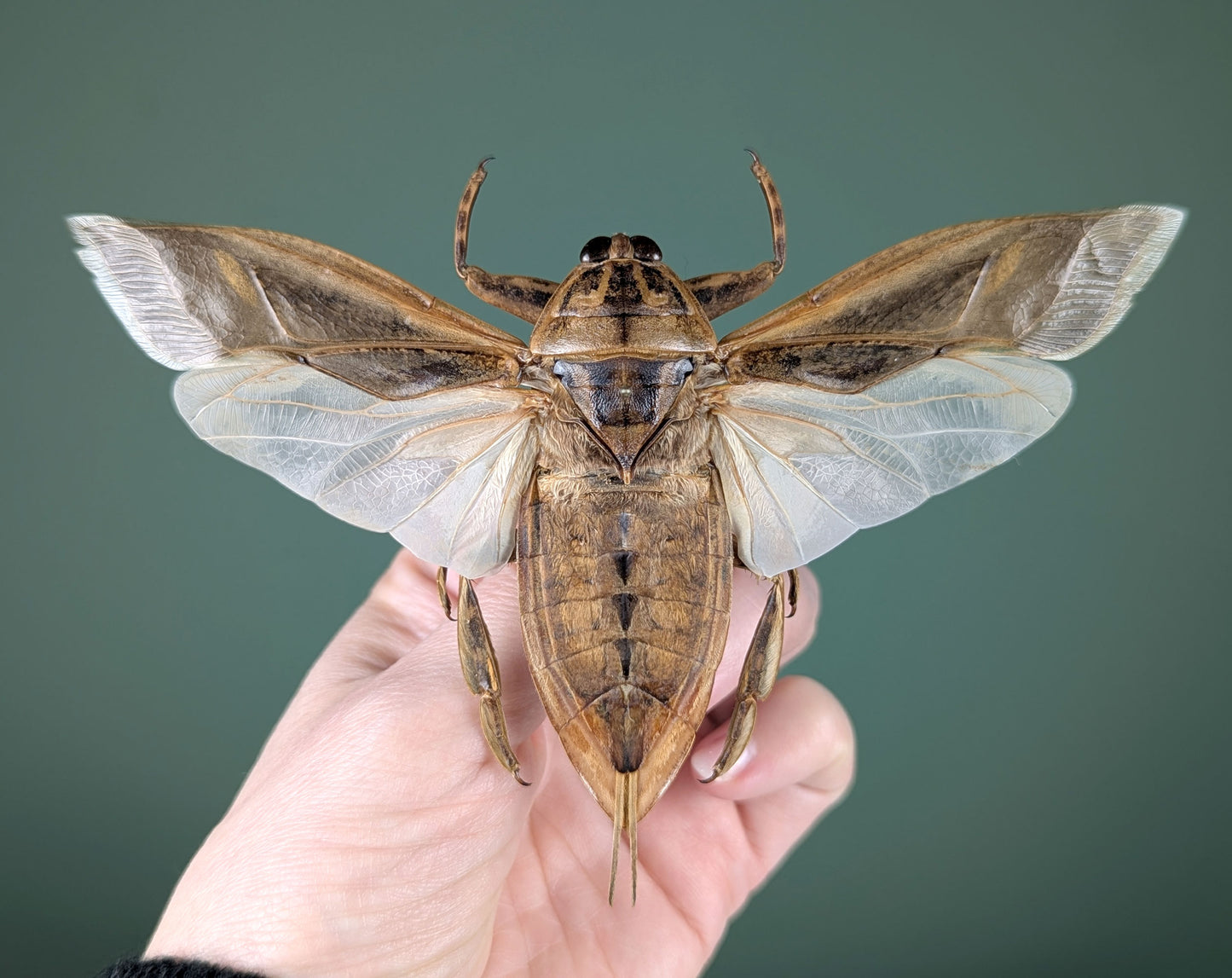 Lethocerus indicus, giant water bug in frame