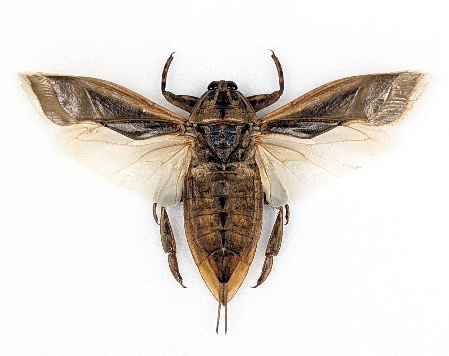 Lethocerus indicus, giant water bug in frame