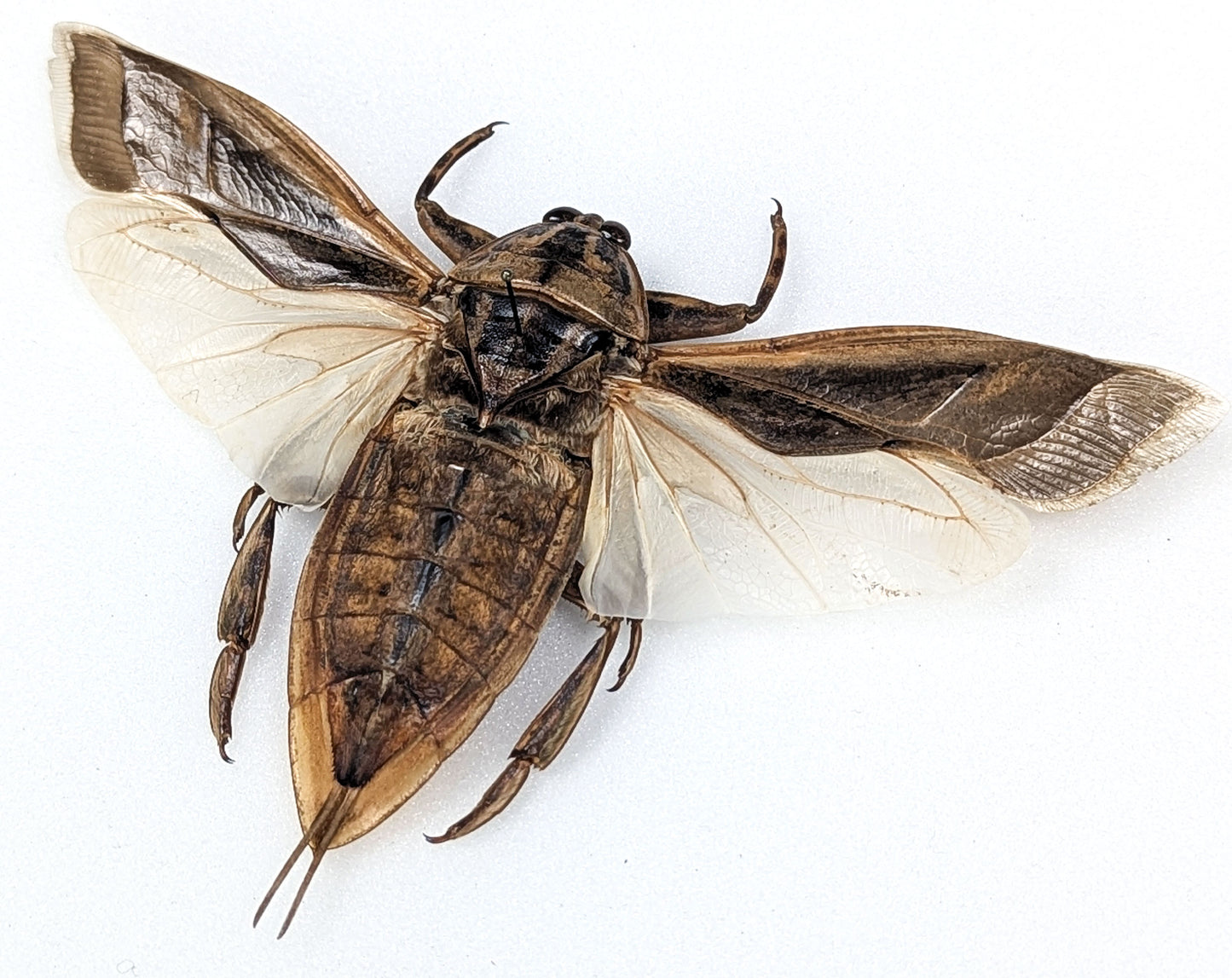 Lethocerus indicus, giant water bug in frame