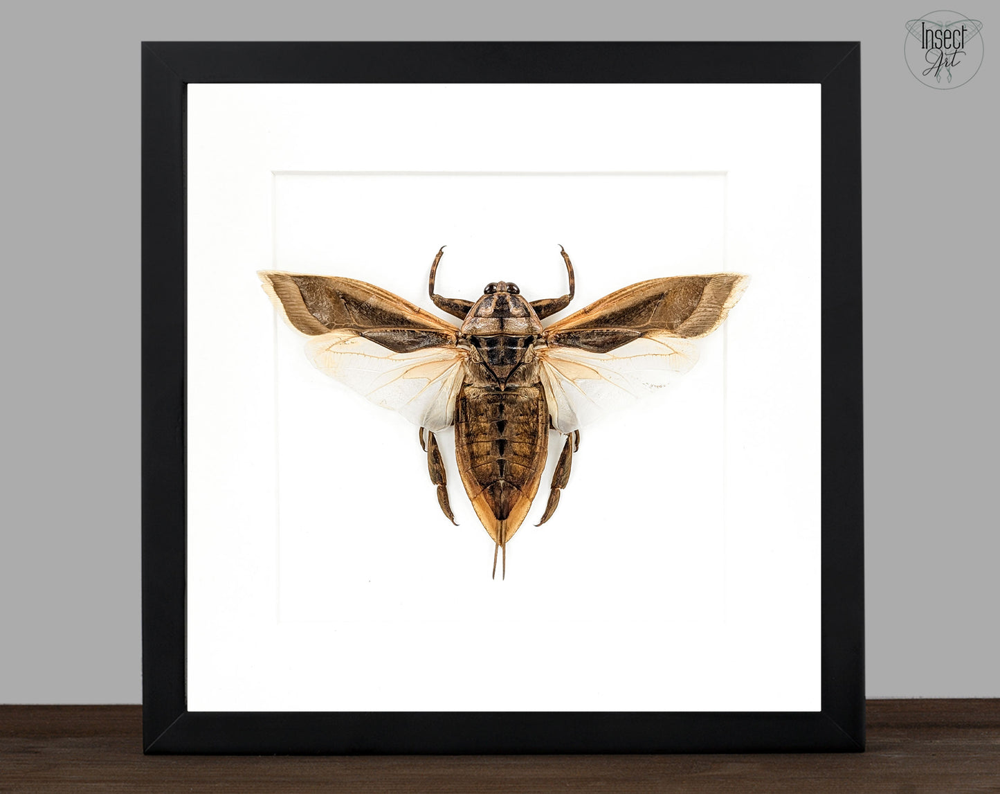 Lethocerus indicus, echte Riesenwanze im Rahmen