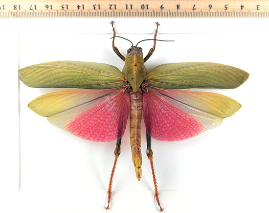Lophacris cristata ♀  Heuschrecke im Rahmen InsectArt