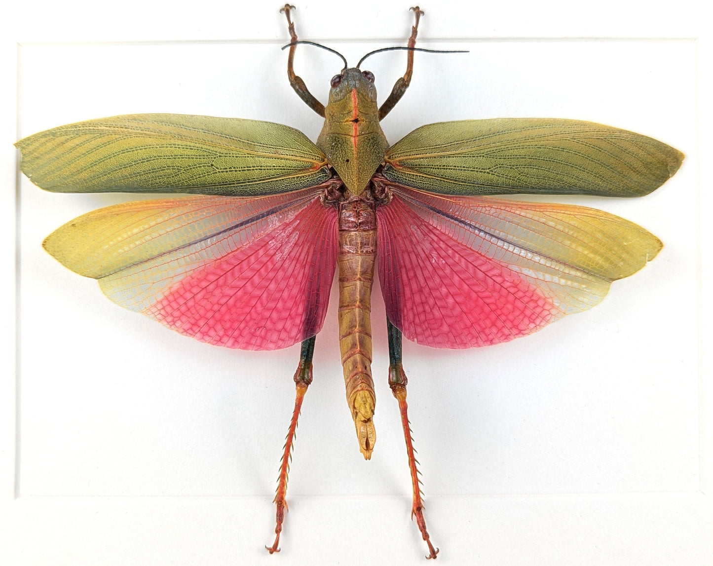 Lophacris cristata ♀  Heuschrecke im Rahmen InsectArt