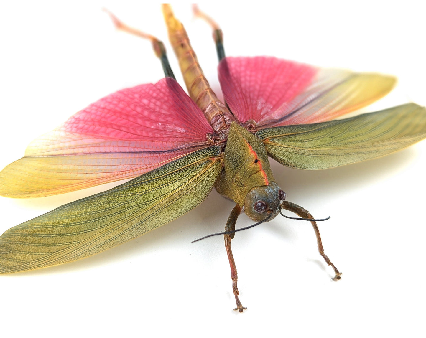Lophacris cristata ♀  Heuschrecke im Rahmen InsectArt