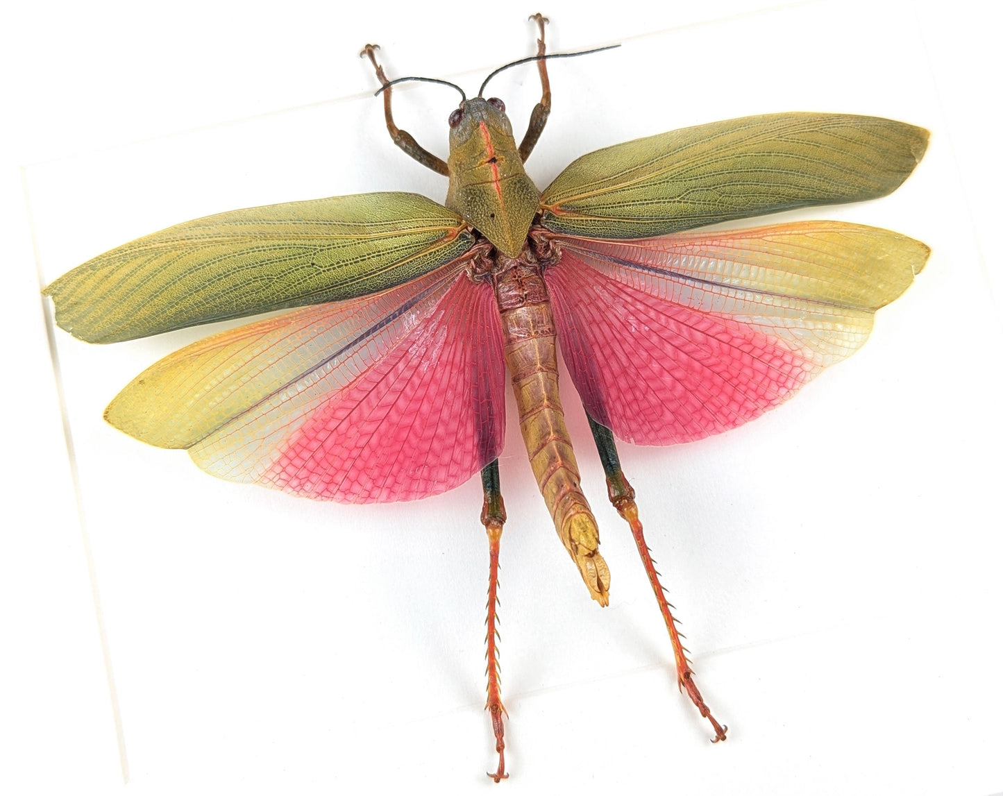 Lophacris cristata ♀  Heuschrecke im Rahmen InsectArt
