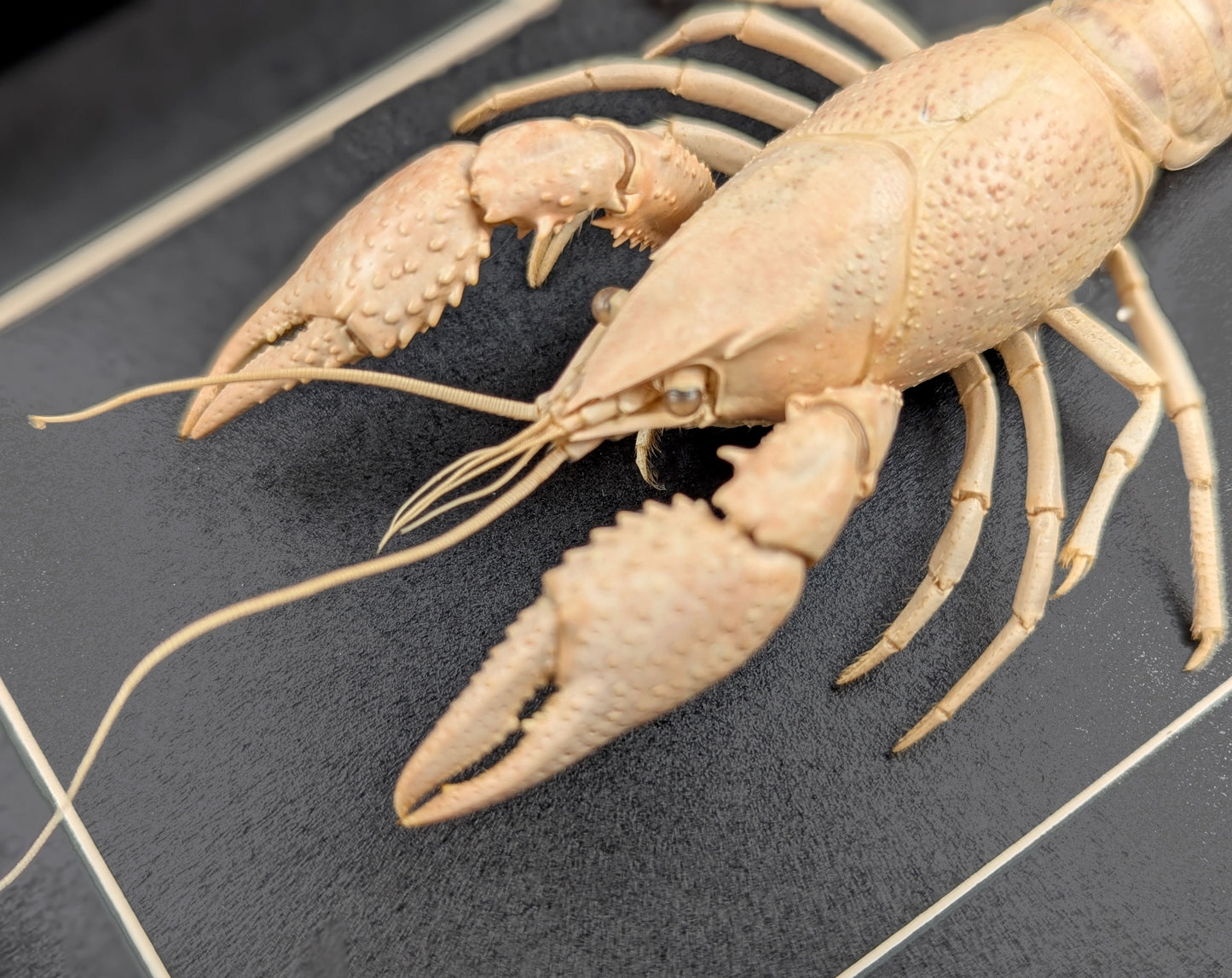 Procambarus ssp