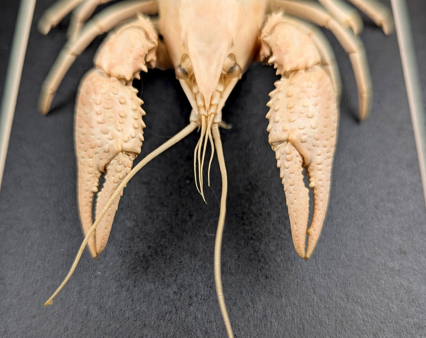 Procambarus ssp