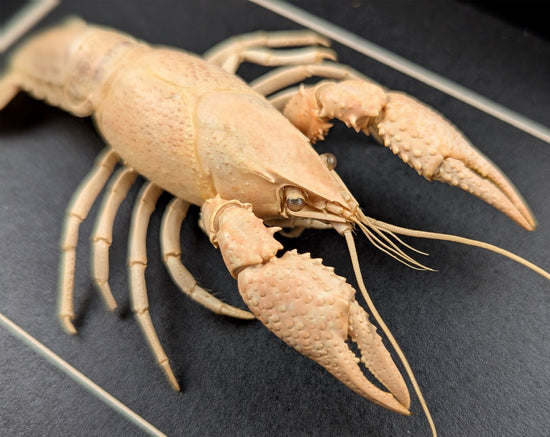 Procambarus ssp