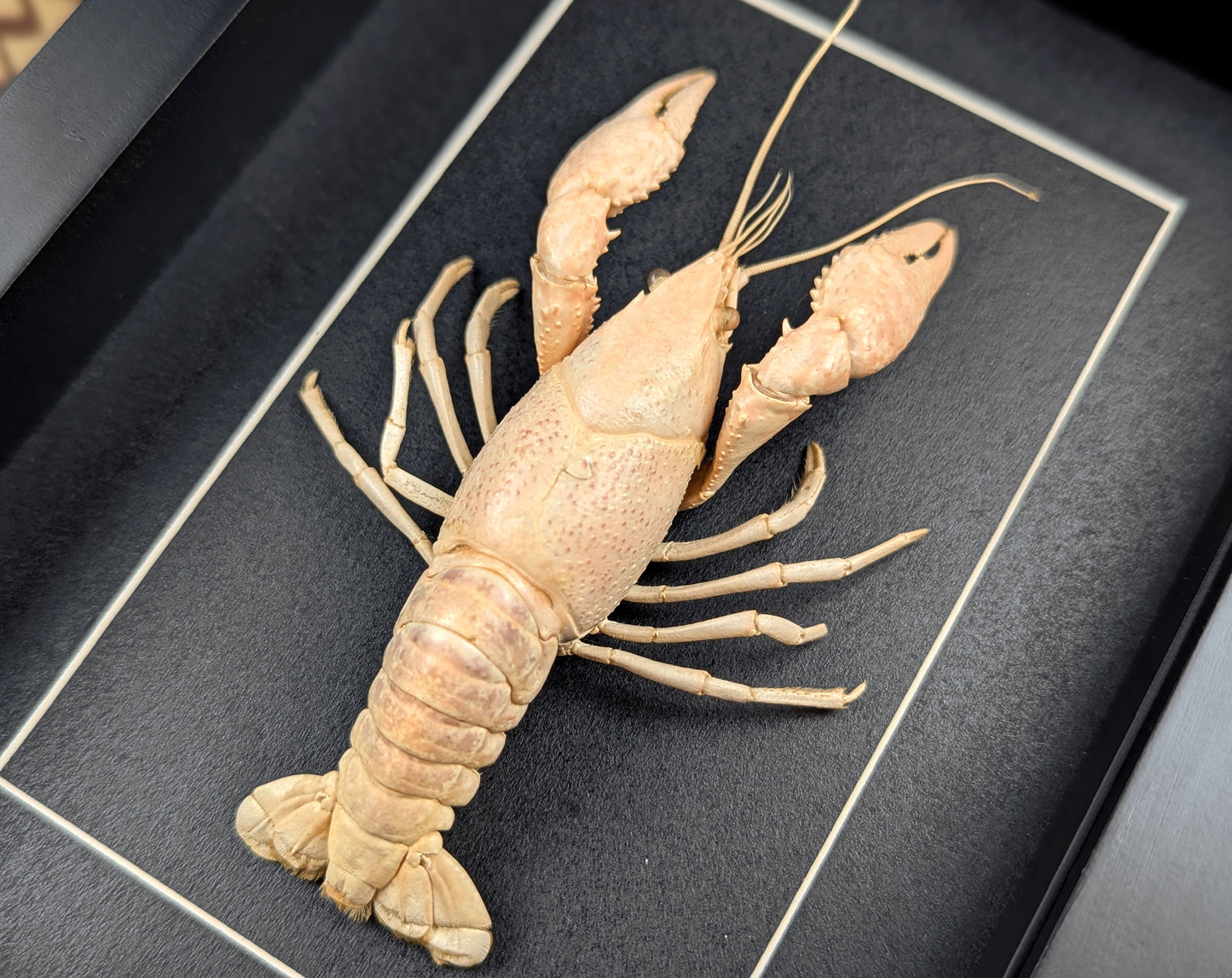 Procambarus ssp
