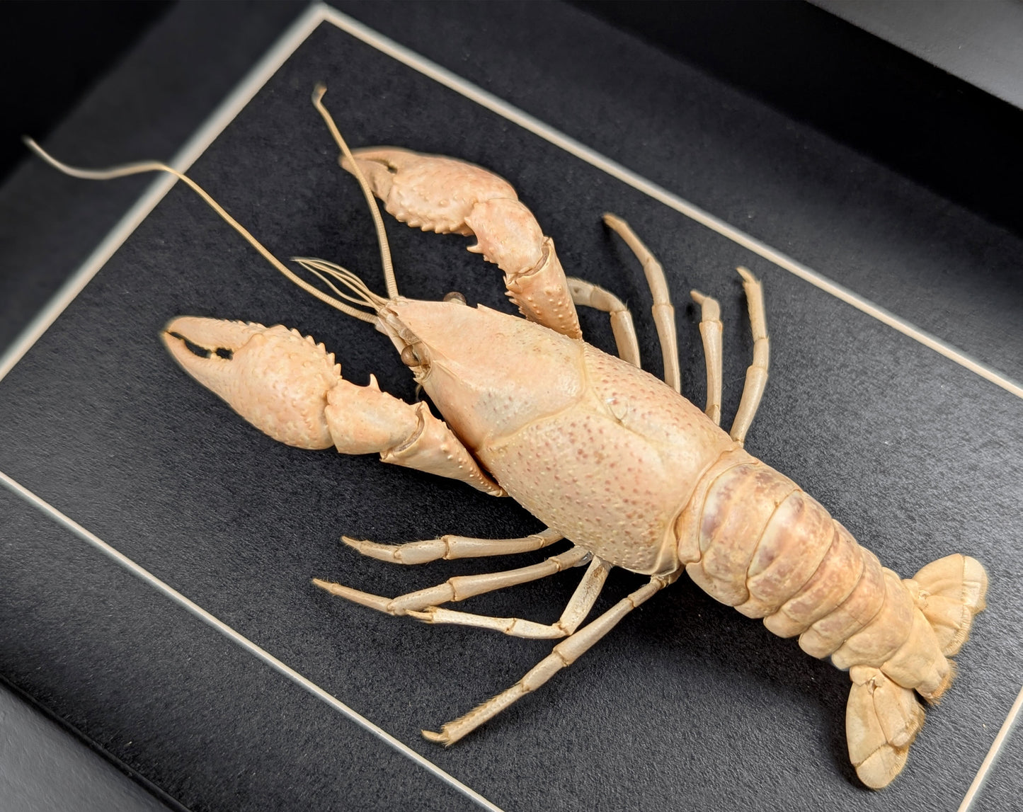 Procambarus ssp