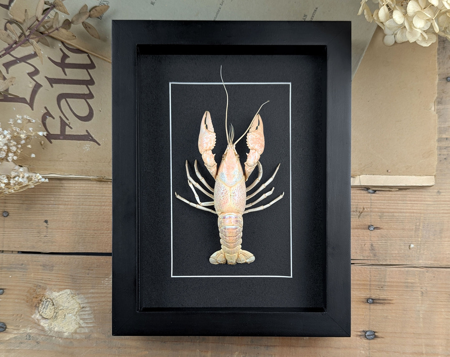 Procambarus ssp