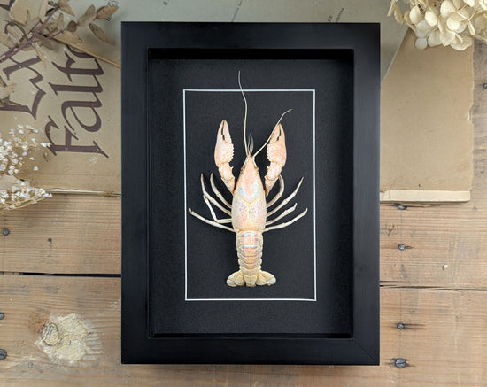 Procambarus ssp