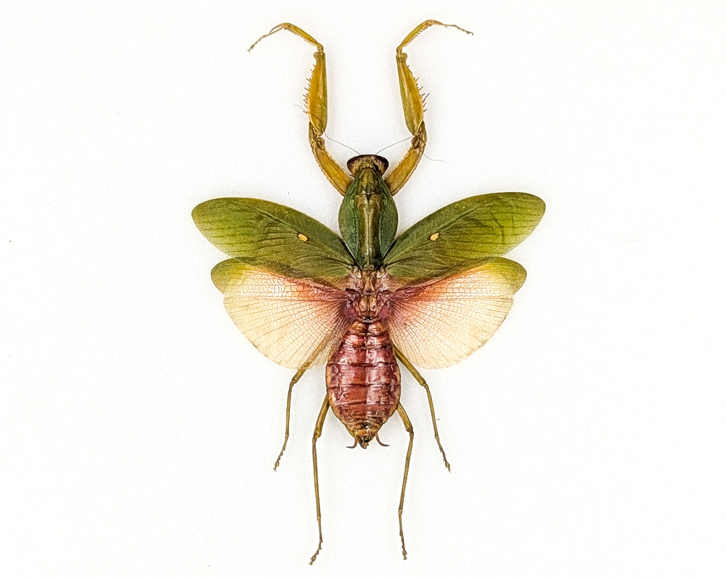 Rhombodera javana ♀ Orchid Mantis framed