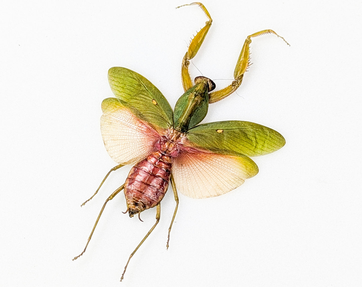 Rhombodera javana ♀ Orchid Mantis framed