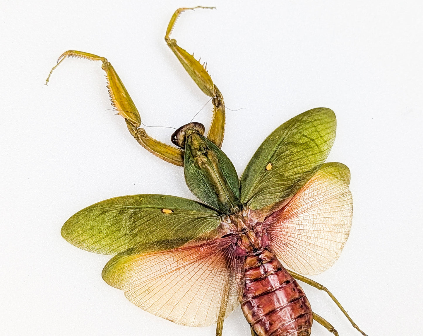 Rhombodera javana ♀ Orchid Mantis framed