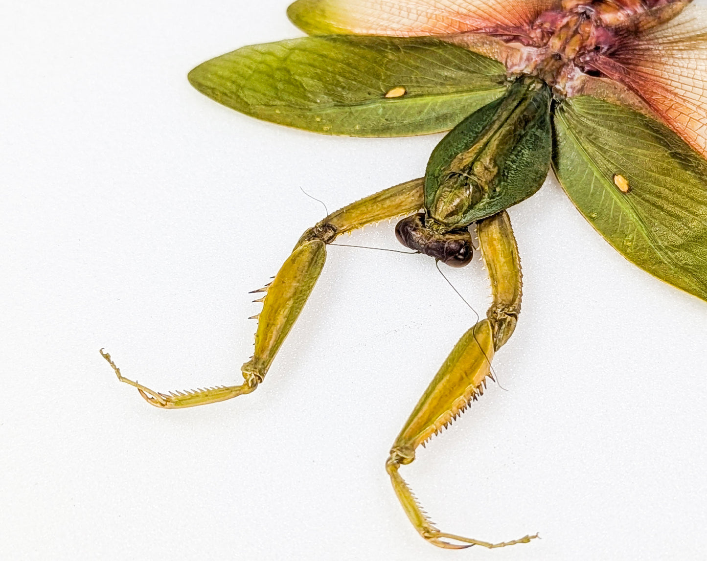 Rhombodera javana ♀ Orchid Mantis framed