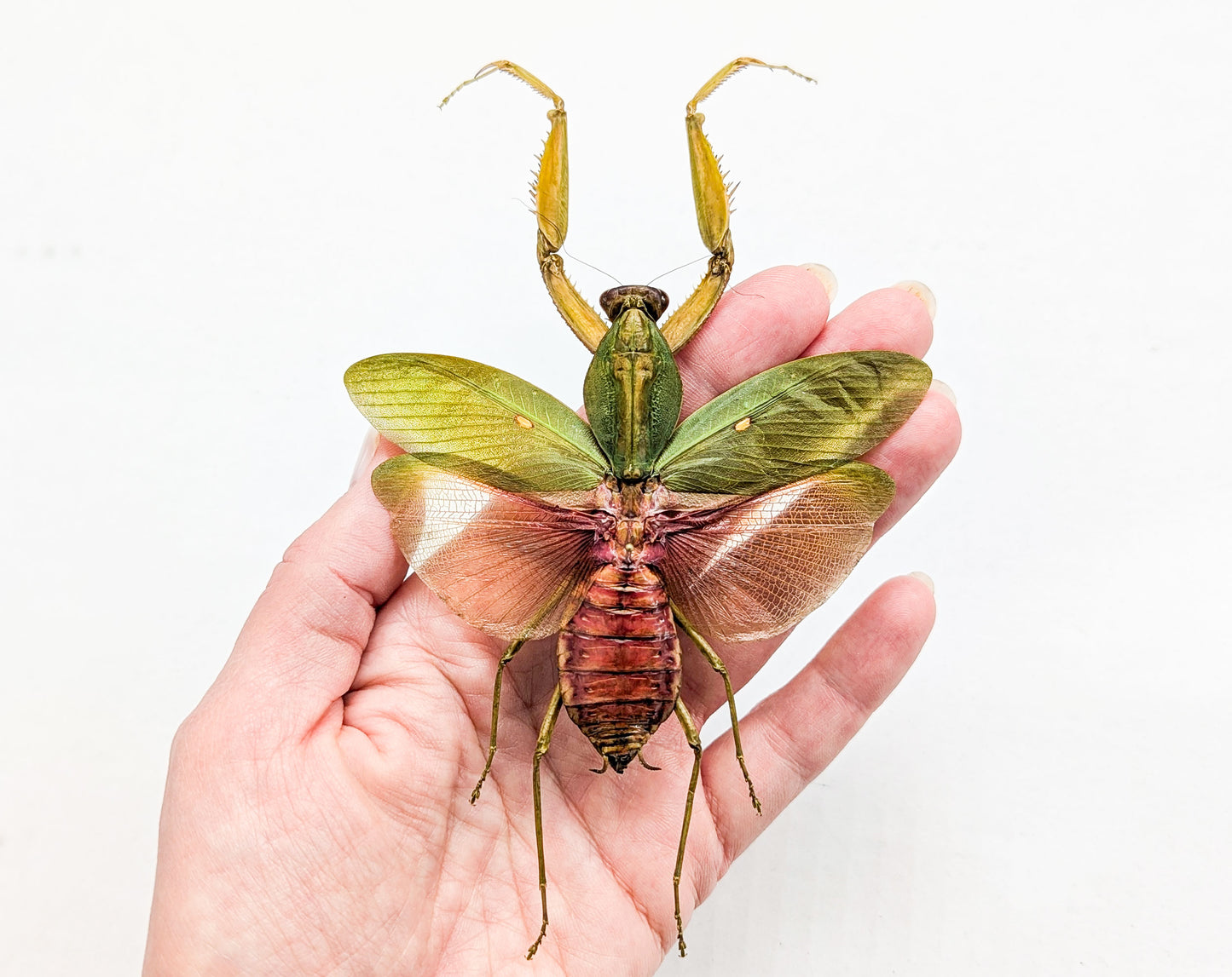 Rhombodera javana ♀ Orchid Mantis framed