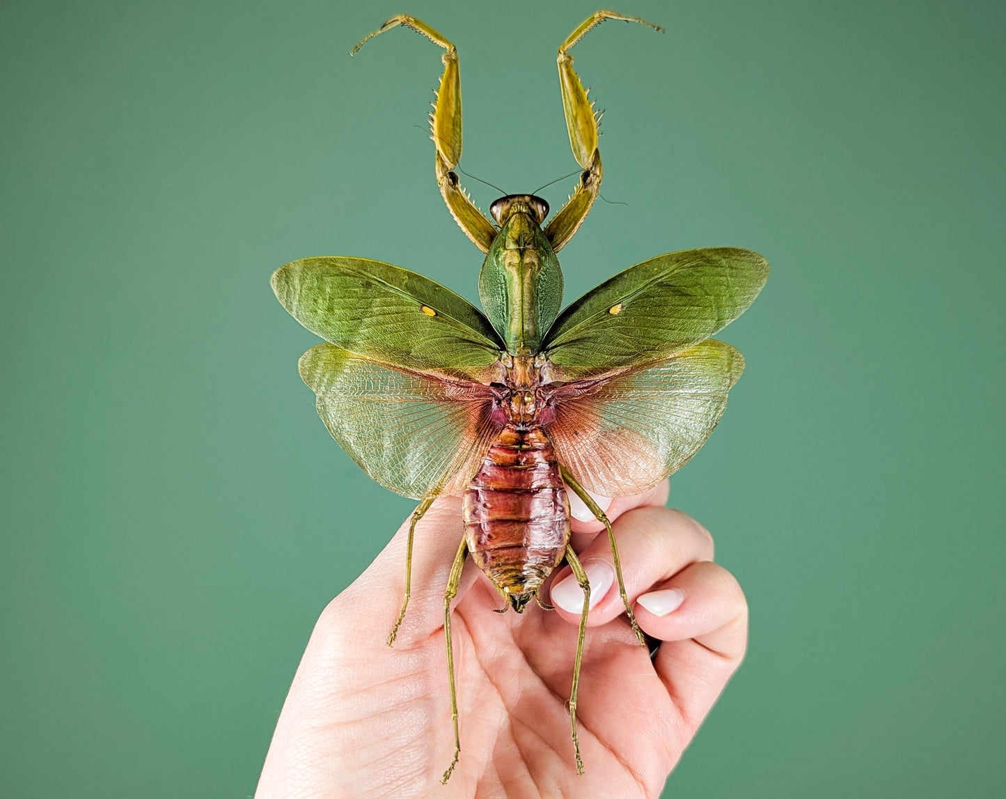 Rhombodera javana ♀ Orchid Mantis framed