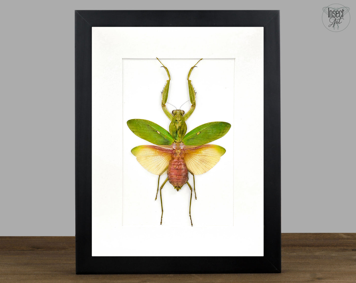 Rhombodera javana ♀ Blumen-Gottesanbeterin im Rahmen