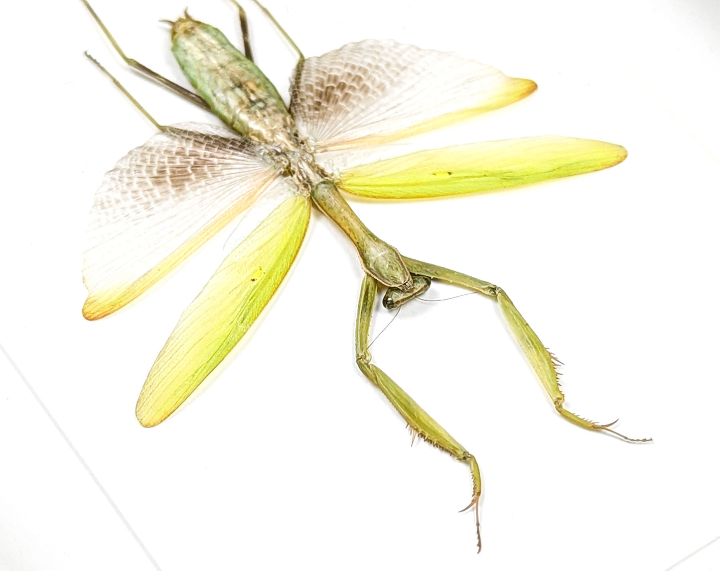 Echte Gottesanbeterin im Rahmen | Mantis Statilia nemoralis