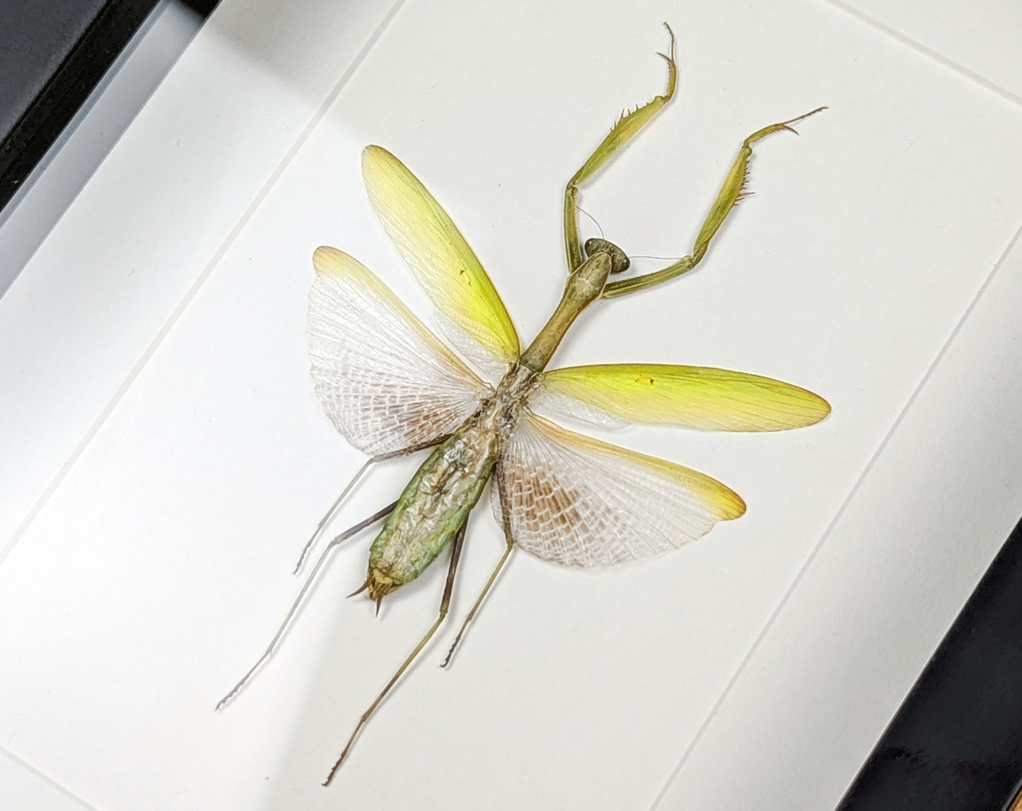 Echte Gottesanbeterin im Rahmen | Mantis Statilia nemoralis