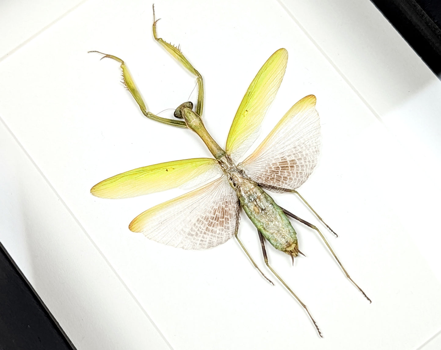 Echte Gottesanbeterin im Rahmen | Mantis Statilia nemoralis