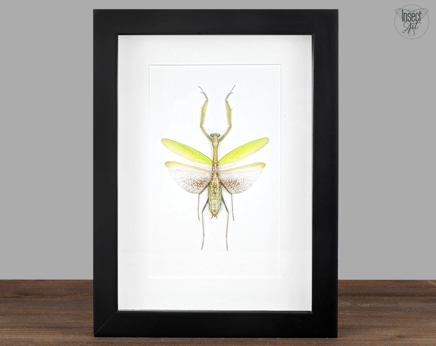 Echte Gottesanbeterin im Rahmen | Mantis Statilia nemoralis