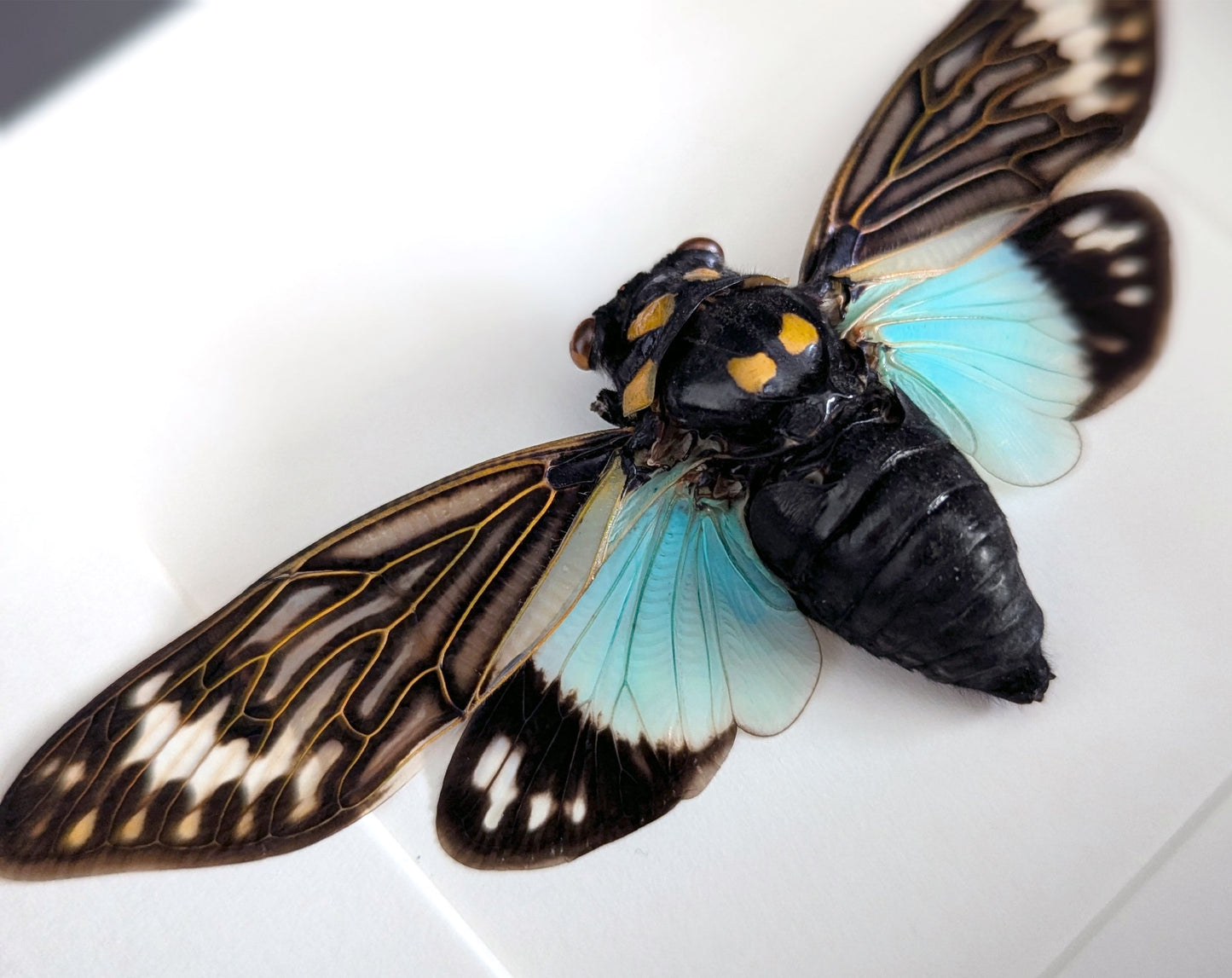 Tosena splendida | Echte blaue Geisterzikade im Rahmen