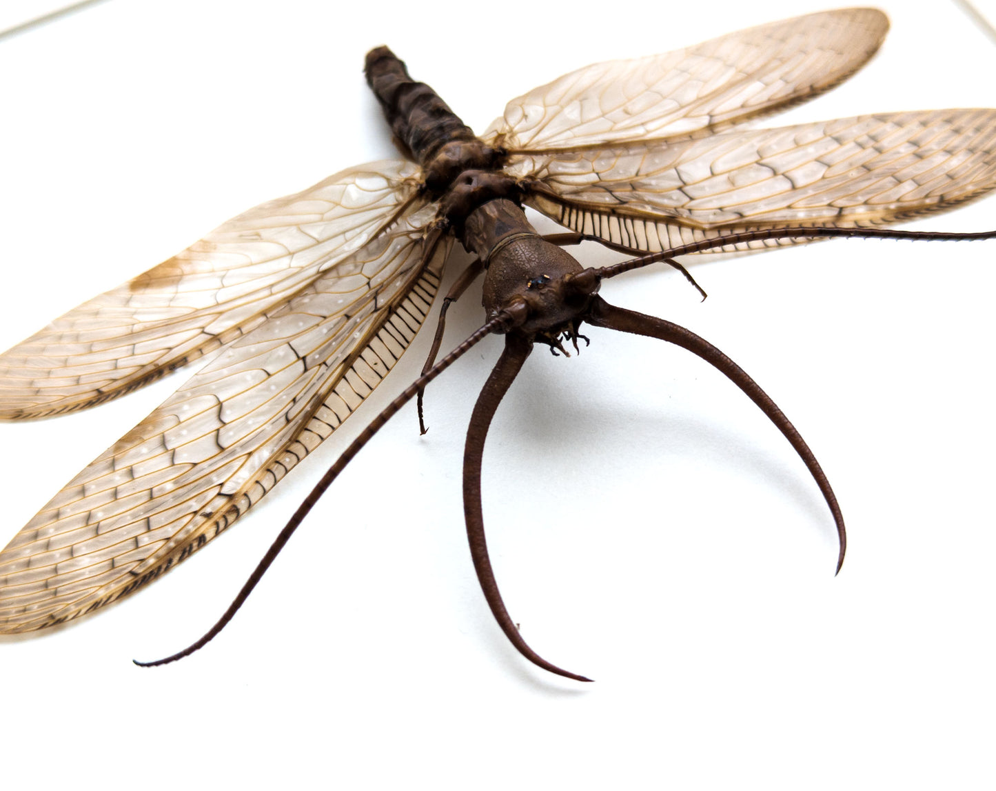 Corydalus cornutus ♂