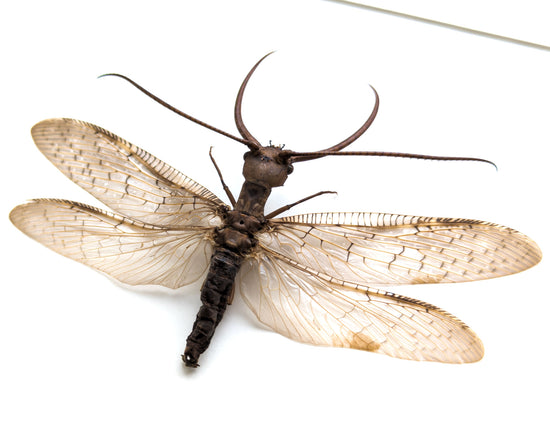 Corydalus cornutus ♂