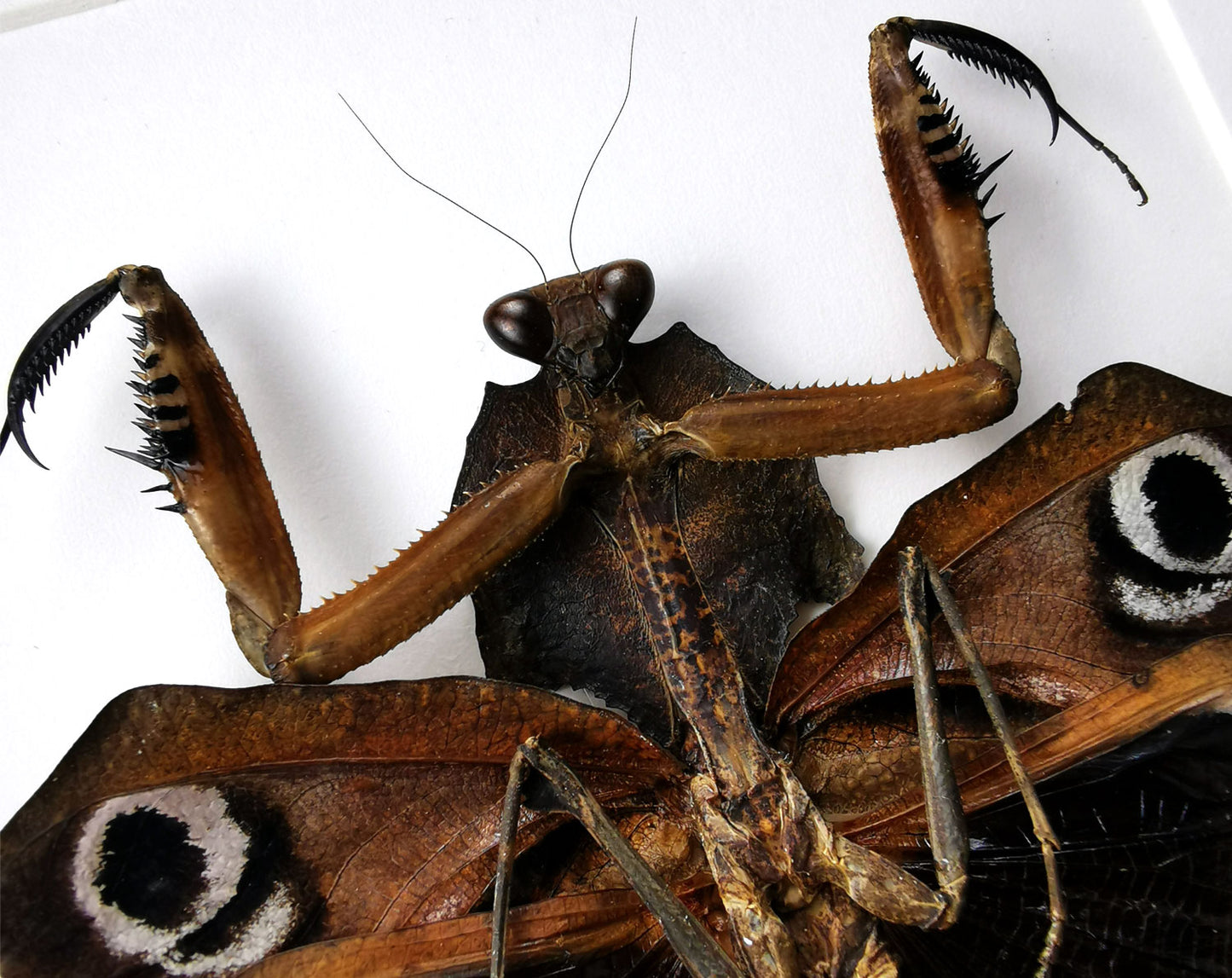 Deroplatys desiccata ♀